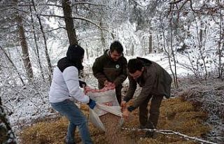 Bolu’da yaban hayvanları için ormanlara yem bırakıldı