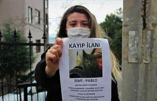 Bu kediyi bulan bin 500 lira kazanacak