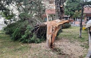 Buldan’da ağaçlar şiddetli rüzgara dayanamadı