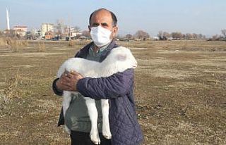 Bunlar da kış kuzuları