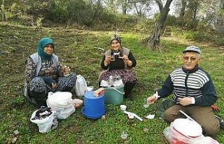 Burhaniye’de zeytin yaprağı çayı içiliyor