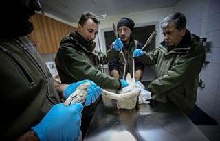 Bursa’da 314 yaban hayvan tedavi edilip tabiata...