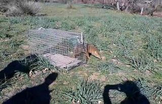 Bursa’da araç çarpan çakal tedavisinin ardından...