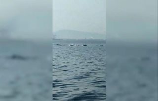 Bursa’da yunusların şovu büyüledi