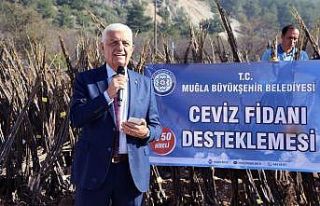 Büyükşehir 77 bin ceviz fidanı dağıttı