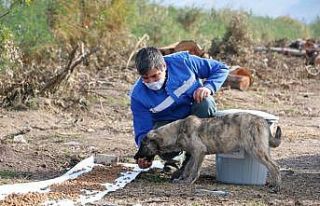 Büyükşehir can dostları unutmadı