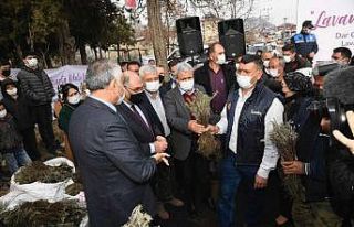 Büyükşehir Pozantı’da 80 bin lavanta fidesi...