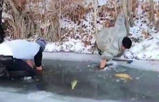Buz tutan nehirde elleriyle balık avladılar