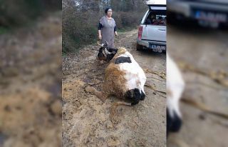 Çamura saplanan ineği AFAD kurtardı