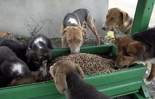 Can dostlara 85 ton mama