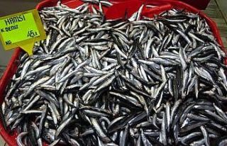 Çanakkale’de hamsi fiyatları 45 lira oldu