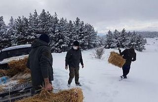 Çankırı’da yaban hayvanları kara kışta unutulmadı