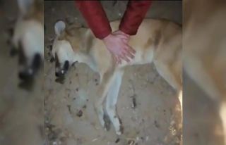 Çay’daki hayvan barınağında dehşete düşüren...