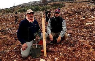 Çeşme’de yanan alanlara sakız fidanları dikiliyor