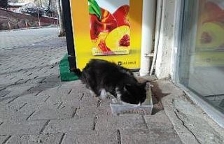 Cide’de sokak hayvanlarına mama dağıtıldı