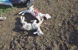 Çoban köpeği bağlı olunca sokak köpekleri 2...