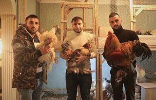 Çok sevdiği tavukları için müstakil ev kiraladı