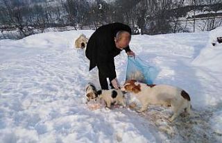Cumayeri’de sokak hayvanları için mama bırakıldı