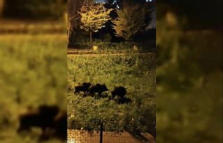 Dağlara kar yağdı aç kalan domuz sürüsü şehre...