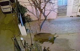 Darende’de domuzlar şehre indi