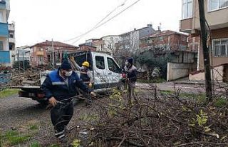 Darıca’da mevsimsel ağaç budama çalışmaları...