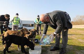 Darıca’da sokak hayvanlarına 14 ton mama desteği