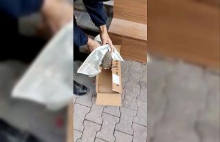 Demir basamağın altına sıkışan kirpiyi zabıta...