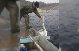 Demirköprü Barajı’nda balık ağına takılan...