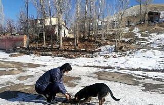 Demirözü’nde sokak hayvanları unutulmadı