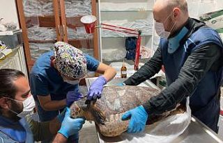 Deniz Kaplumbağalarının rutin bakımları titizlikle...