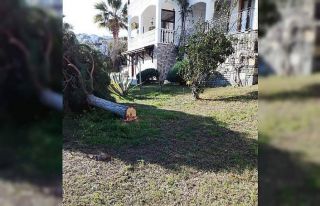 Deniz manzarasını kapatıyor diye ağaçları kestiler