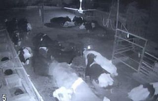 Depremde korkan hayvanlar yerlerinden fırladı