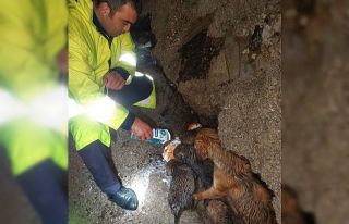 Derede mahsur kalan köpekleri itfaiye kurtardı