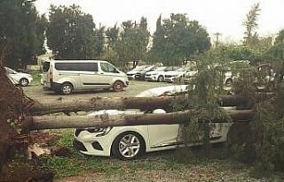 Devrilen ağaç otomobili pert etti
