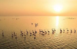 Doğa harikası lagün, hem flamingoları hem de fotoğrafseverleri...