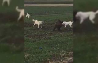 Domuz ile köpekler arasındaki amansız mücadele...