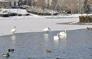 Donan gölette yaşam mücadelesi
