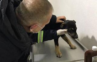 Donmak üzere olan sokak köpeklerine Hendek Belediyesi...