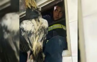 Dövüş horozu havalandırma boşluğuna düştü