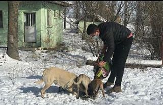 Dumlupınar Belediyesi sokak hayvanlarını unutmadı
