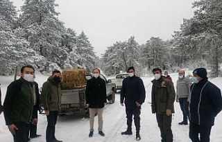 Dumlupınar’da yaban hayvanlarına yem bırakıldı