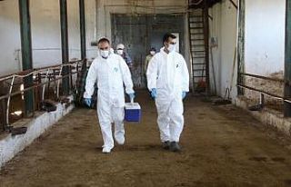 Düzce’de aşılama devam ediyor