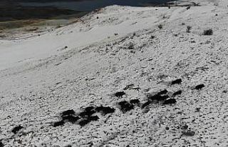 Elazığ’da domuz sürüsünün kaçışları drone...