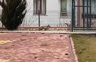 Elazığ’da tilki şehre indi, site bahçesinde...