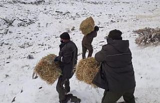 Elazığ’da yaban hayatı için yem desteği sürüyor
