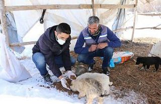Erciş’te sokak hayvanları için mama bırakıldı