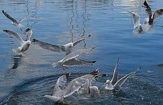 Erdek’te martılar ekmek ve simitle besleniyor