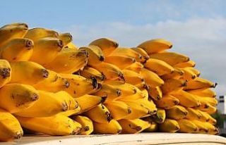 Erdemli muzu artık coğrafi işaret tescilli