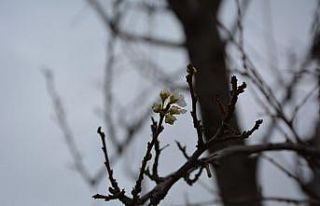 Erik ağacı kış ortasında çiçek açtı