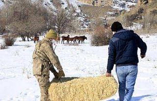 Erzincan’da yılkı atları için yem bırakıldı